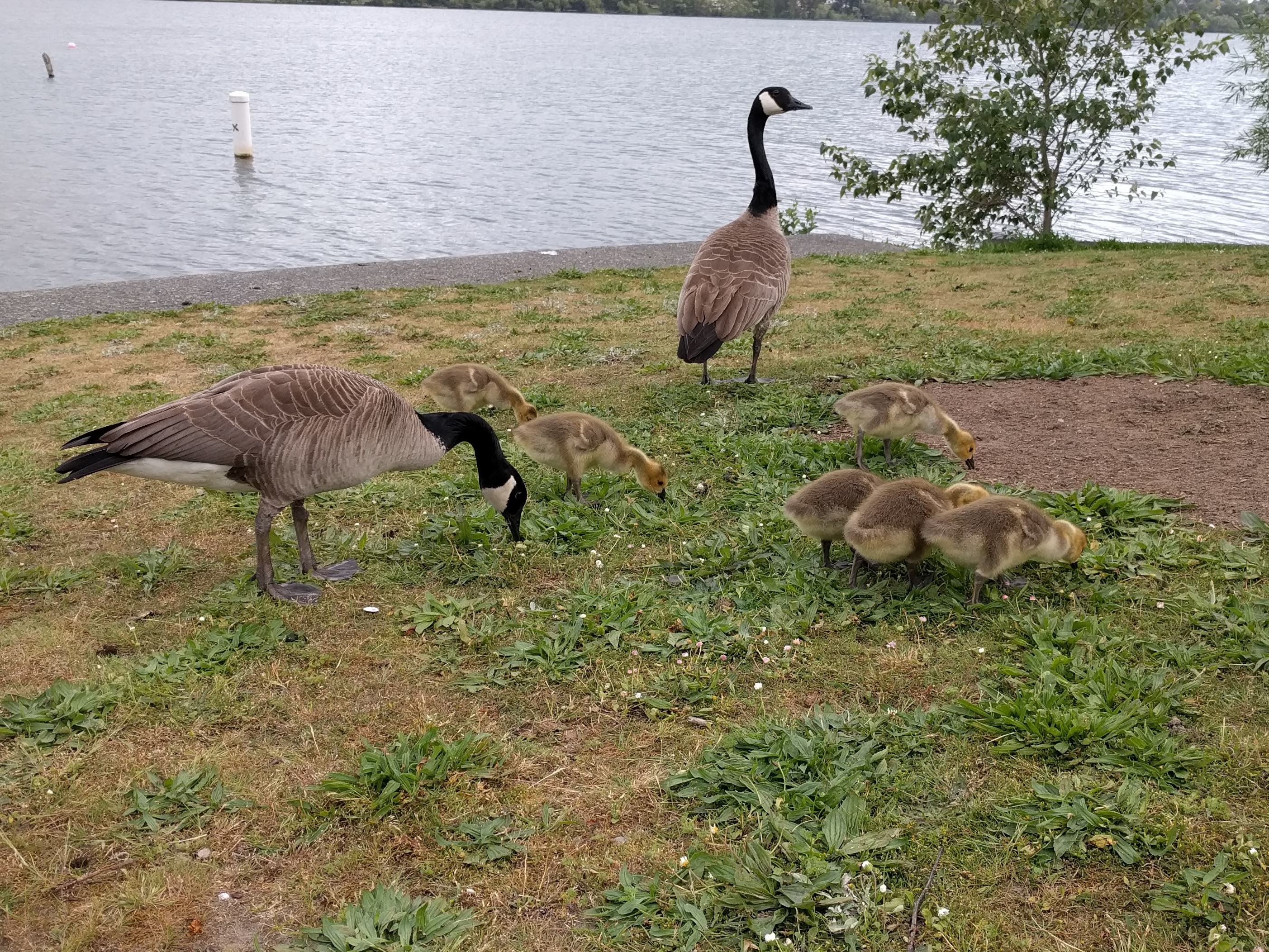 Two geese with goslings