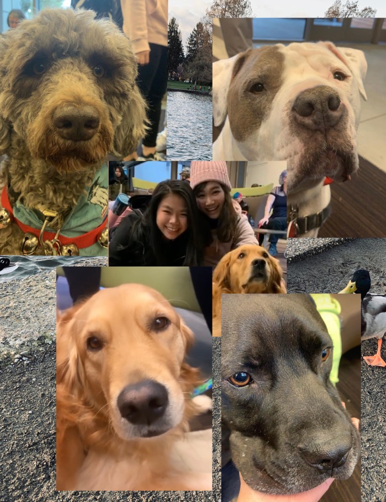 "College Dogs": a stress-relief event before finals